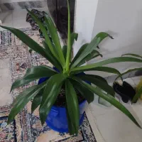 گل آگوا تایلندی|گل و گیاه طبیعی|مشهد, ایثارگران|دیوار