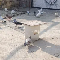 کبوتر|پرنده|میبد, |دیوار