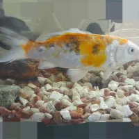 ماهی کوی وتزینی اکواریوم