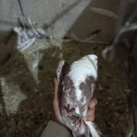 کربلای سرخ نر