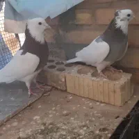 کبوتر طوقی|پرنده|آباده, |دیوار