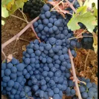 کشمش افتابی انگورشانی انگور شانی دیم کردستان سردشت|خوردنی و آشامیدنی|تهران, میدان میوه و تره‌بار مرکزی|دیوار