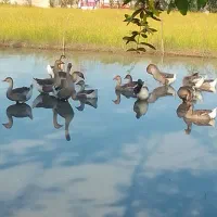 قوغاز و غاز سنگین وزن ۴۰ عدد|حیوانات مزرعه|گوراب زرمیخ, |دیوار