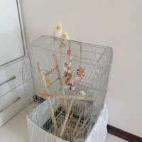 واگذاری 2 عدد عروس هلندی نر