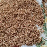 بهار نارنج