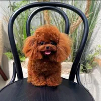 توله سگ آپارتمانی جیبی|سگ|کرج, فاز ۱ مهرشهر|دیوار