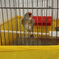 دورگه نقش طوق سفید زیر چونه سفید ناخونه سفید