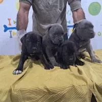 توله گارد سگ کنکورسو دو رنگ مشکی و بولو|سگ|تهران, باشگاه نفت|دیوار