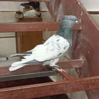 کفتر کله سبز