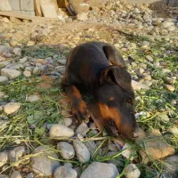 واگذاری توله