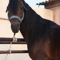 یک راس اسب عربی ایرانی ا