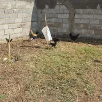 2عددمرغ تخم گذار و جوجه محلی اصل|حیوانات مزرعه|آق قلا, |دیوار