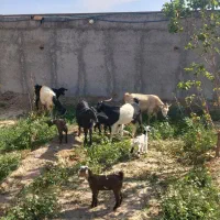 بز بزعاله دوقول جون شیرا|حیوانات مزرعه|بادرود, |دیوار