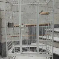 قفس کاسکو و طوطی سانان بزرگ و محکم