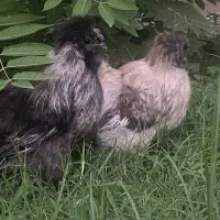 خروس ابریشمی