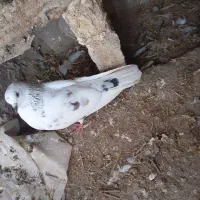 کبوتر|پرنده|مرند, |دیوار