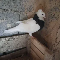 طوق ماده|پرنده|چمران, |دیوار