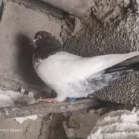 ماده پرشی|پرنده|کنگاور, |دیوار