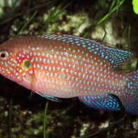 ماهی جوعل جفت فقط ۲۵۰