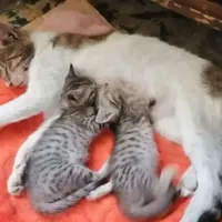 واگذاری گربه خانگی
