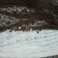 پرده