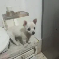 واگذاری سگ خونگی