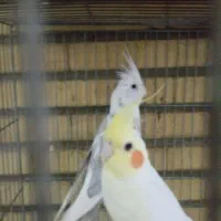 عروس هلندی گلدین