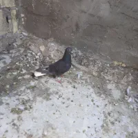 ماده سیدی سبز|پرنده|شوشتر, |دیوار