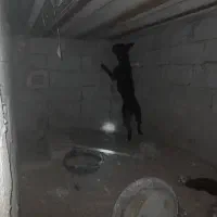 سگ پیتبول ماده|سگ|اهواز, پردیس دو|دیوار