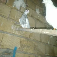 سلام کبوتر