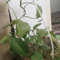 گم شدن گواهینامه