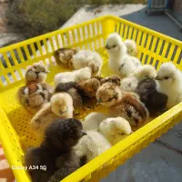 جوجه ابریشمی