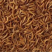 فروش میلورم خشک عمده