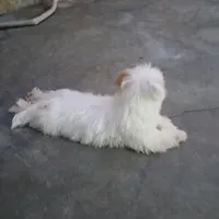 سگ پودل کراس رگ خالص