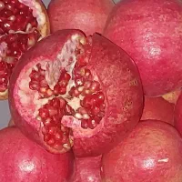 فروش انار درجزین مستقیم از باغ