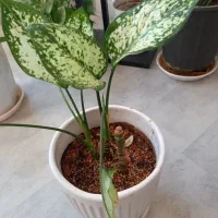 گلهای  خانگی|گل و گیاه طبیعی|نیشابور, بزرگمهر|دیوار