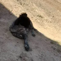 سگ معاوضه با پرنده|سگ|لردگان, |دیوار