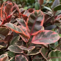 استخدام ادمین اینستاگرام/ورامین