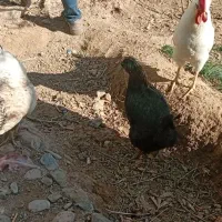 مرغ خروس|حیوانات مزرعه|مشهد, تلگرد|دیوار