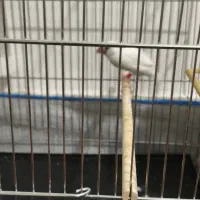 فنج نرگسی|پرنده|قم, ولیعصر|دیوار