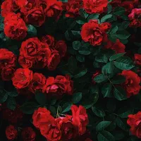 فیلمنامه سینمایی جشنواره