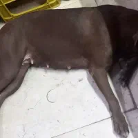 سگ پیت بول گم شده