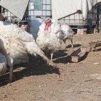 بوغلمون  بیوتی ۶ ک ۲۰۰|حیوانات مزرعه|گمیشان, |دیوار