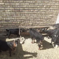 شیش عددبز ۴۰۰۰۰میلیون تومان|حیوانات مزرعه|وردشت, |دیوار