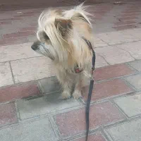 واگذاری رایگان