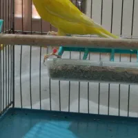 قناری رسمی بلند مست
