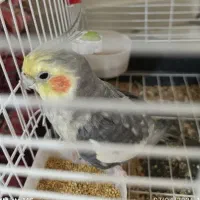 دو عدد عروس هلندی