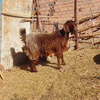 یک نری و یک گیسه چاق نزات مناسب کشتن نذر|حیوانات مزرعه|بم, |دیوار