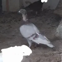 کبوتر مسافتی فیلی و سفید|پرنده|مینودشت, |دیوار