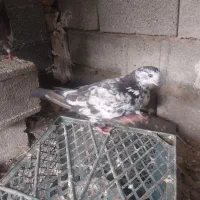 کبوتر|پرنده|بندر ترکمن, |دیوار